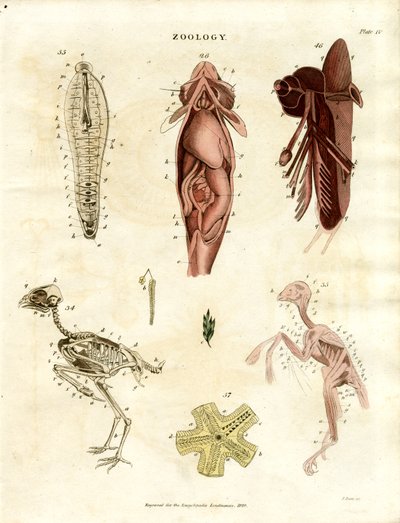 Illustrations anatomiques zoologiques (planche XV) - John Pass