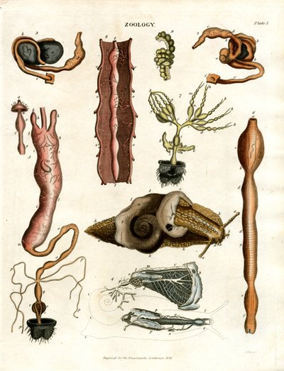Zoologie Planche I : Illustrations anatomiques de divers animaux - John Pass