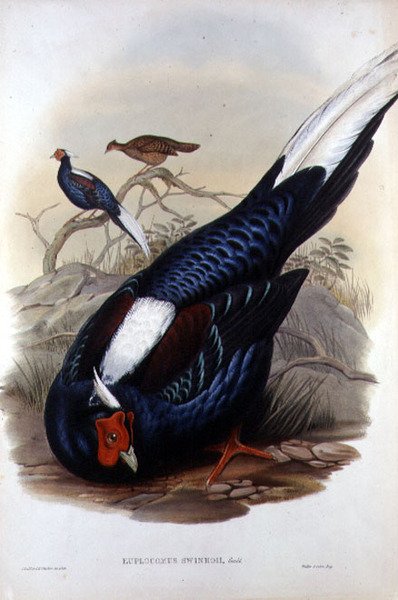 Euplocomus Swinhoii, gravé par Walter & Cohn, Londres, pub. entre 1850-83 (lithographie coloriée à la main) - John and Richter Henry Constantine (after) Gould