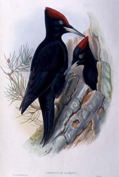 Grand pic noir (Dryocopus Martius) - John and Richter Henry Constantine (after) Gould