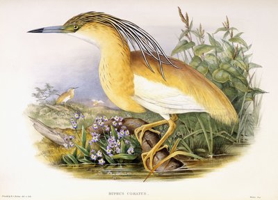 Buphus Comatus - John and Richter Henry Constantine Gould