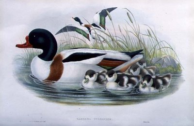 Tadorne de Belon (Tadorna Vulpanser) - John and Richter Henry Constantine (after) Gould