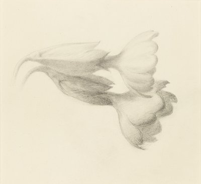 Clochettes de coucou - John Ruskin