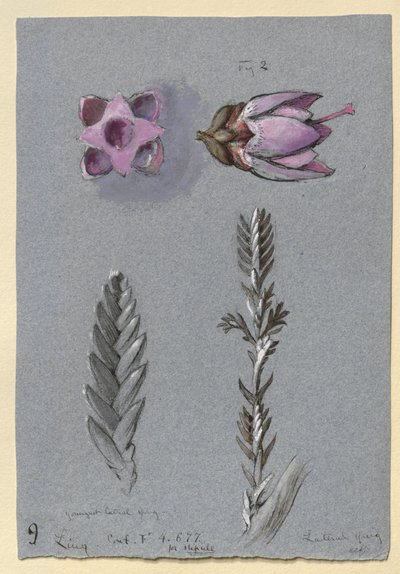 Quatre études de Ling, probablement 14 septembre 1869 - John Ruskin