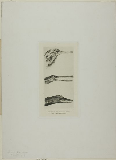 Têtes de canard à bec de scie et deux crocodiles - John Ruskin