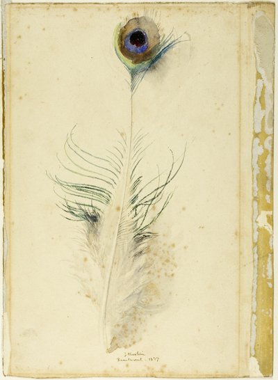 Plume de paon - John Ruskin