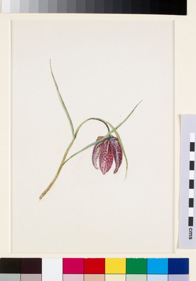 Fritillaire des serpents, avant juin 1871 - John Ruskin