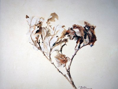Étude de feuilles de chêne - John Ruskin