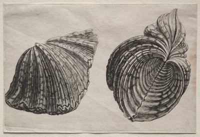 Coquillages : Hippopus maculatus Lam - John Sell Cotman