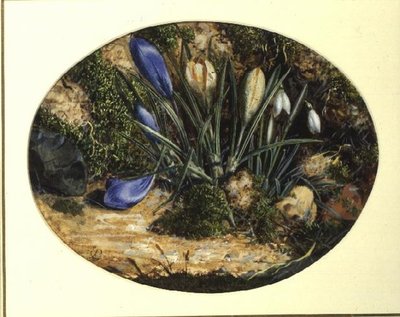 Crocus et perce-neige - John Sherrin