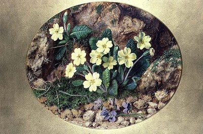 Primevères et violettes - John Sherrin