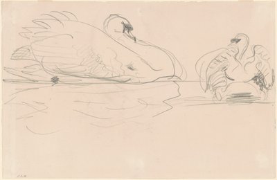 Cygnes dans l
