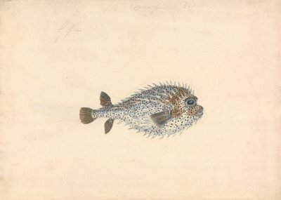 Un Poisson Porc-épic - John Smart