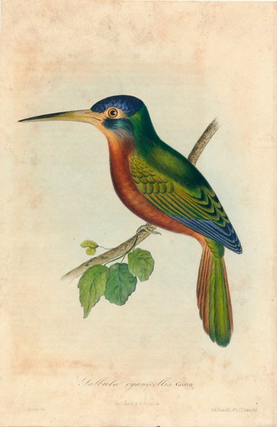 Galbula cyanicollis. Cassin - John T. Bowen