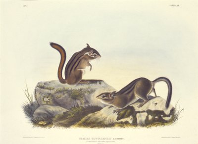 Écureuil de Townsend - John T. Bowen