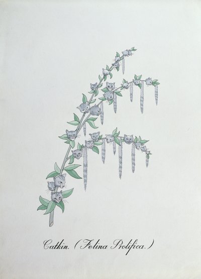 Catkin (Felina Prolifica.), illustration de 