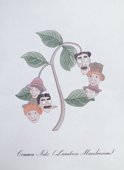 Noix Communes (Lunatica Marxbrosium), illustration de 