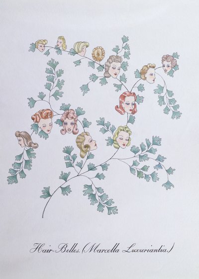 Hair-Belles (Marcella Luxuriantia), illustration de 