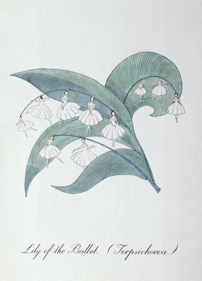 Lys du Ballet (Terpsichorea), illustration de 