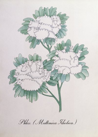 Phlox. (Muttonica Idiotica), illustration de 
