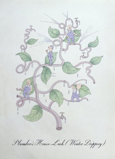 Joubarbe du plombier (Water Drippery), illustration de 