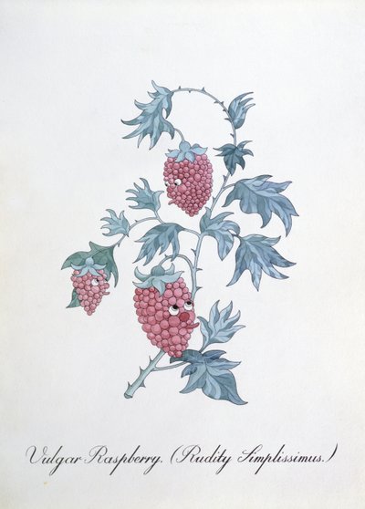 Framboise vulgaire (Rudity Simplissimus), illustration de 
