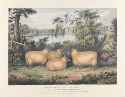 Quatre Moutons Primés - John West Giles