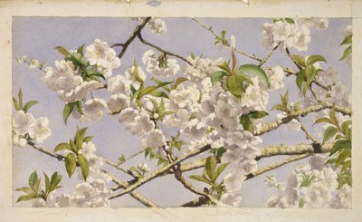 Fleurs de pommier, vers 1874 - John William Hill
