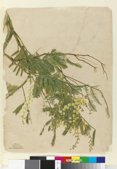 Acacia, 1805 - John William Lewin
