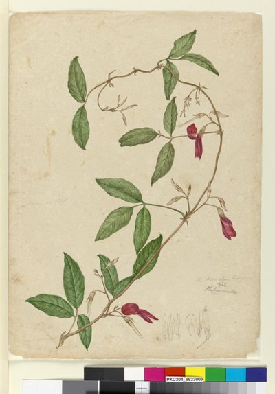 Kennedia rubicunda, c.1803-06 - John William Lewin