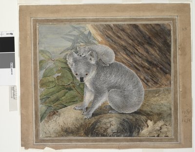 Koala et jeune, 1803 - John William Lewin