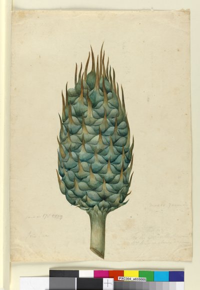Macrozamia, c.1803-06 - John William Lewin