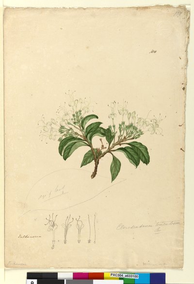 Page 100. Clerodendrum tomentosum - John William Lewin