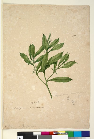 Page 101. Myoporum acuminatum - John William Lewin
