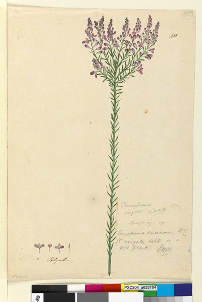 Page 105. Comesperma ericinum - John William Lewin