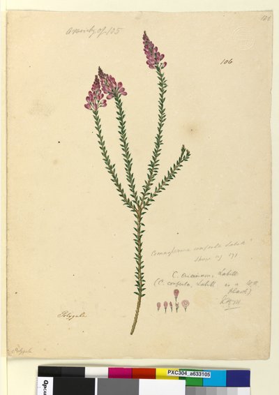Page 106. Comesperma ericinum - John William Lewin