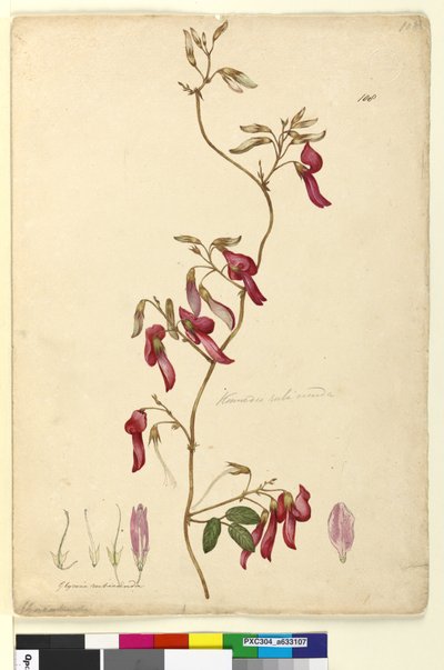Page 108. Kennedia rubicunda - John William Lewin