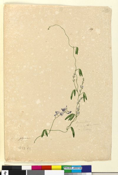 Page 109. Kennedia comptonianaHardenbergia comptoniana - John William Lewin