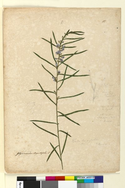 Page 111. Hovea longifolia - John William Lewin
