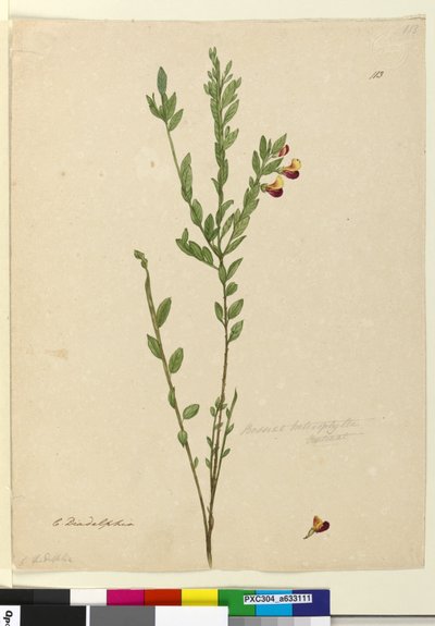 Page 113. Bossiaea heterophylla - John William Lewin