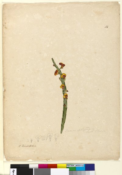 Page 114. Bossiaea scolopendria - John William Lewin