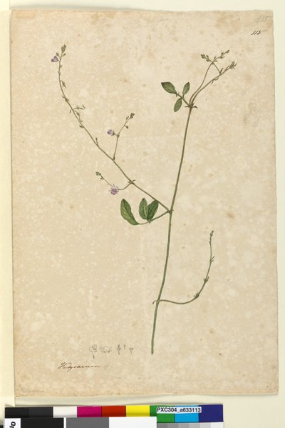 Page 115. Hedysarum - John William Lewin
