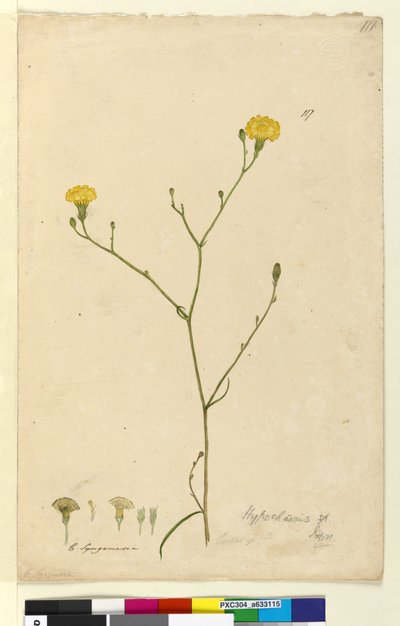 Page 117. Hypochaeris - John William Lewin