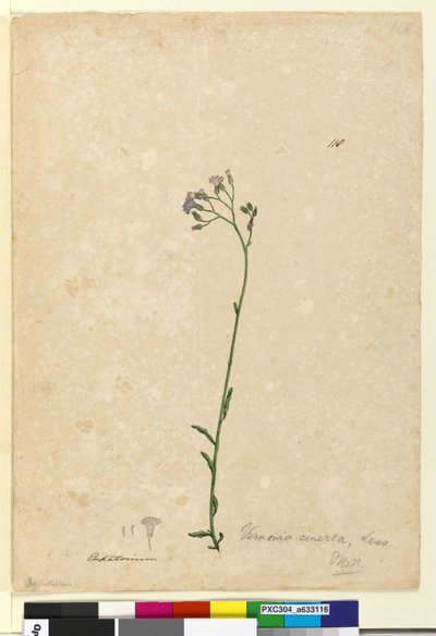Page 118. Vernonia cinerea - John William Lewin