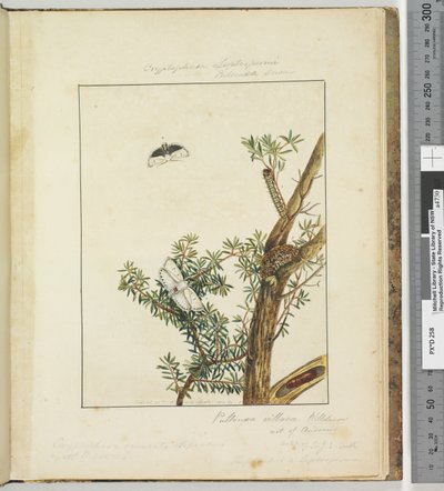 Page 11. Pl.3 Cryptophasa Septosfermi Pultenae Lewin - John William Lewin