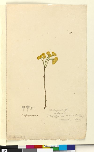 Page 120. Elichrysum - John William Lewin