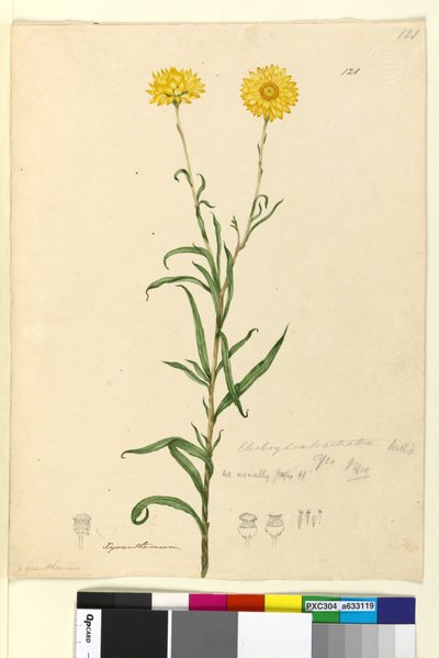 Page 121. Elichrysum bracteatum - John William Lewin