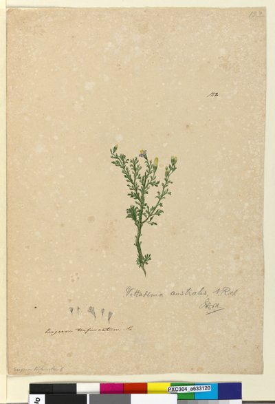 Page 122. Vittadinia australis - John William Lewin