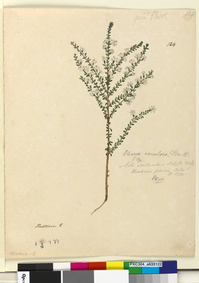 Page 124. Olearia ramulosa - John William Lewin