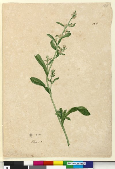 Page 126. Filago - John William Lewin